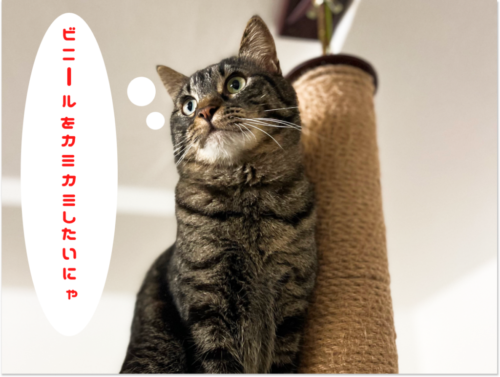 キジトラ猫がキャットタワーの上で遠くを見ている写真「ビニールをカミカミしたいにゃ」