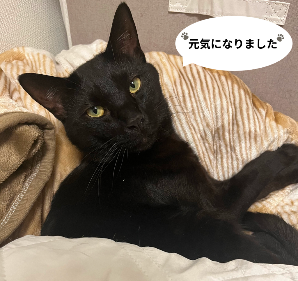 黒猫が布団の上で元気な姿でこちらを見ている写真 ｢元気になりました｣