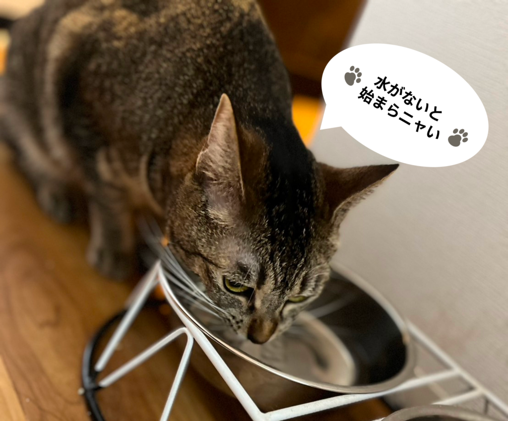 猫が水を飲んでいる写真