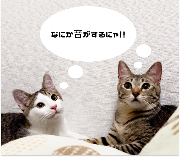 キジシロとキジトラ猫の写真