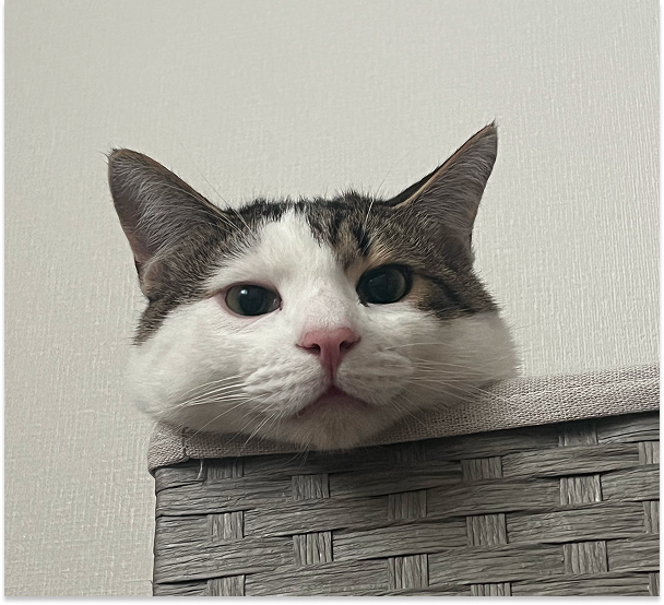キジシロの写真