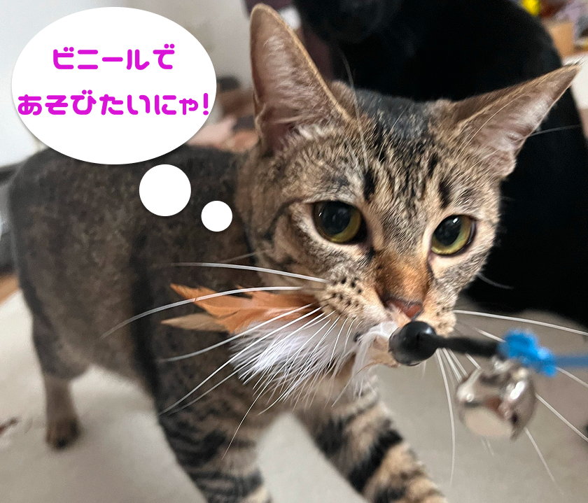 キジトラ猫がおもちゃをくわえてカメラ目線でこちらへ歩み寄っている写真