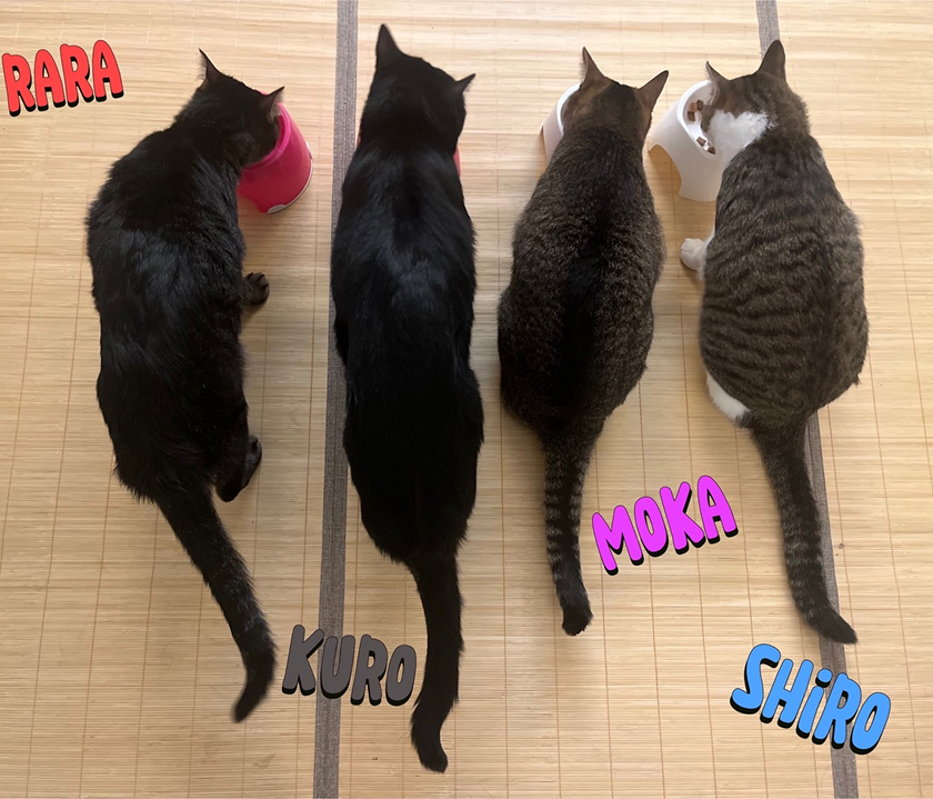 4匹の猫の写真