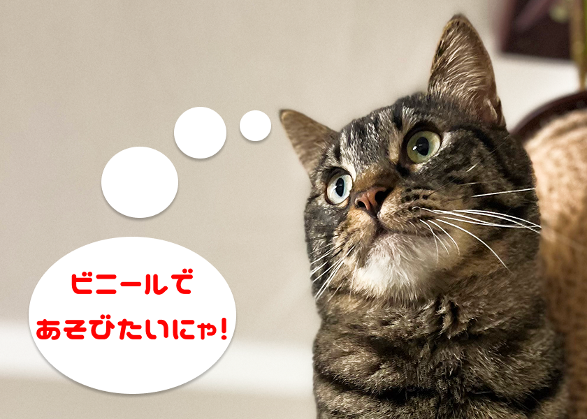 ビニールをカミカミしたいと考えているキジトラ猫の写真