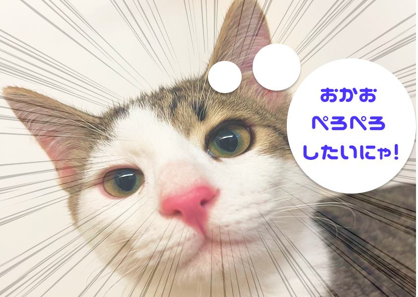 キジシロ猫がの顔がこちらへ迫っている写真 「おかお ペロペロしたいにゃ!