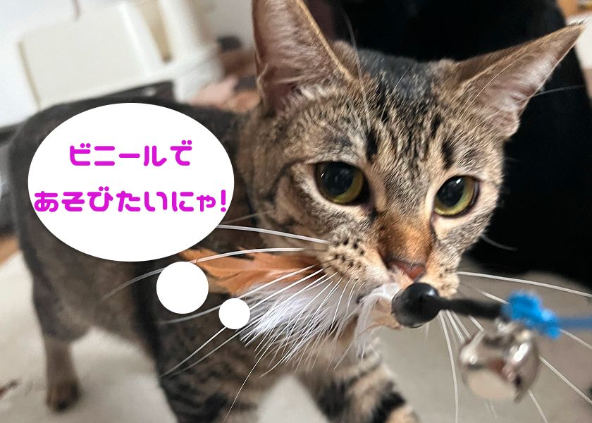 キジトラ猫がおもちゃをくわえてカメラ目線でこちらへ歩み寄っている写真