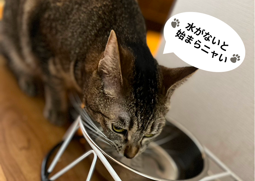 キジトラ猫が水を飲んでいる画像