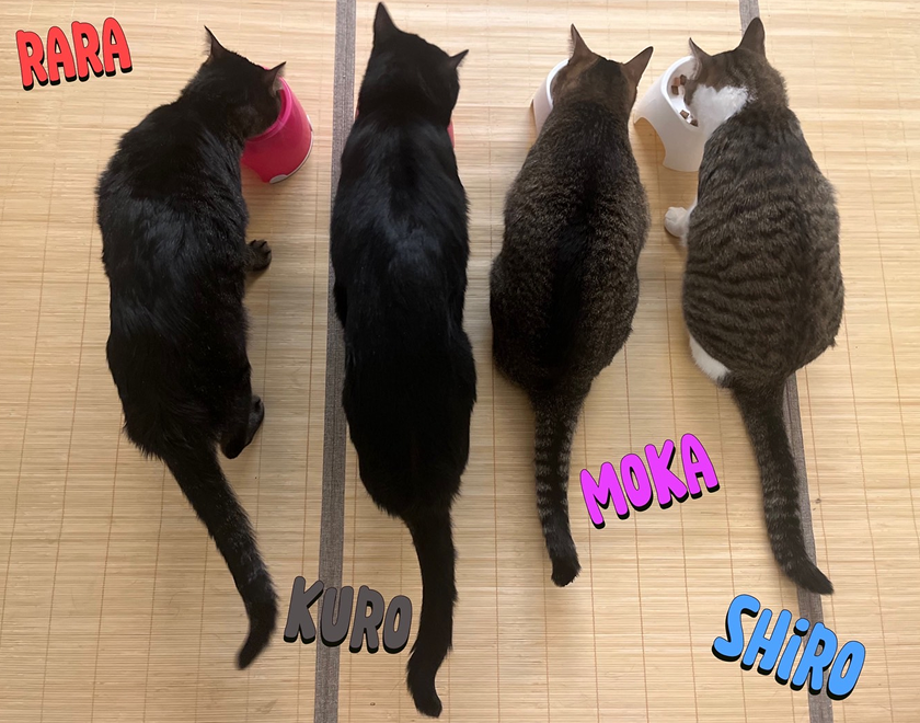 四匹の猫がご飯を食べている写真