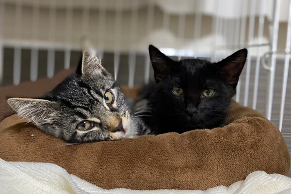 寄り添ってカメラを見つめる二匹の猫(黒猫・キジトラ猫)