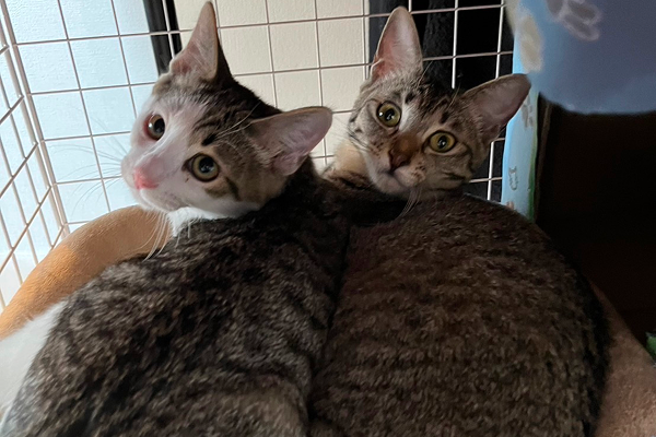 寄り添ってカメラを見つめる二匹の猫(キジ白とキジトラ)